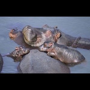 Meet your Posher, Maddie